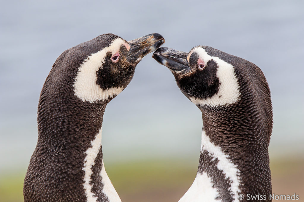 Magellanpinguine auf der Valdes Halbinsel