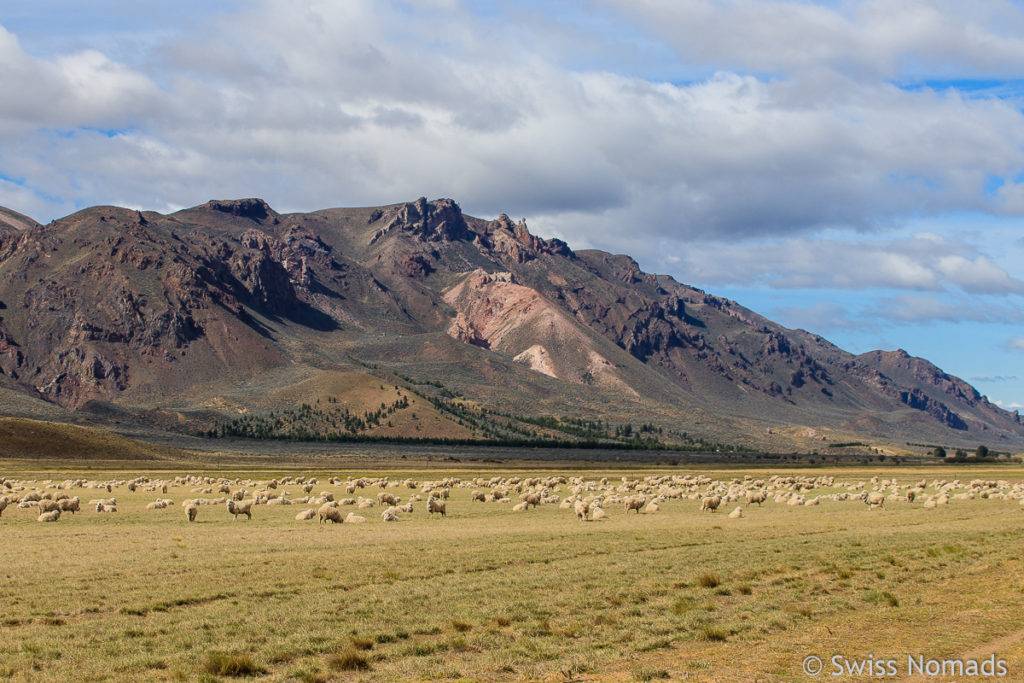 Schafe in Patagonien