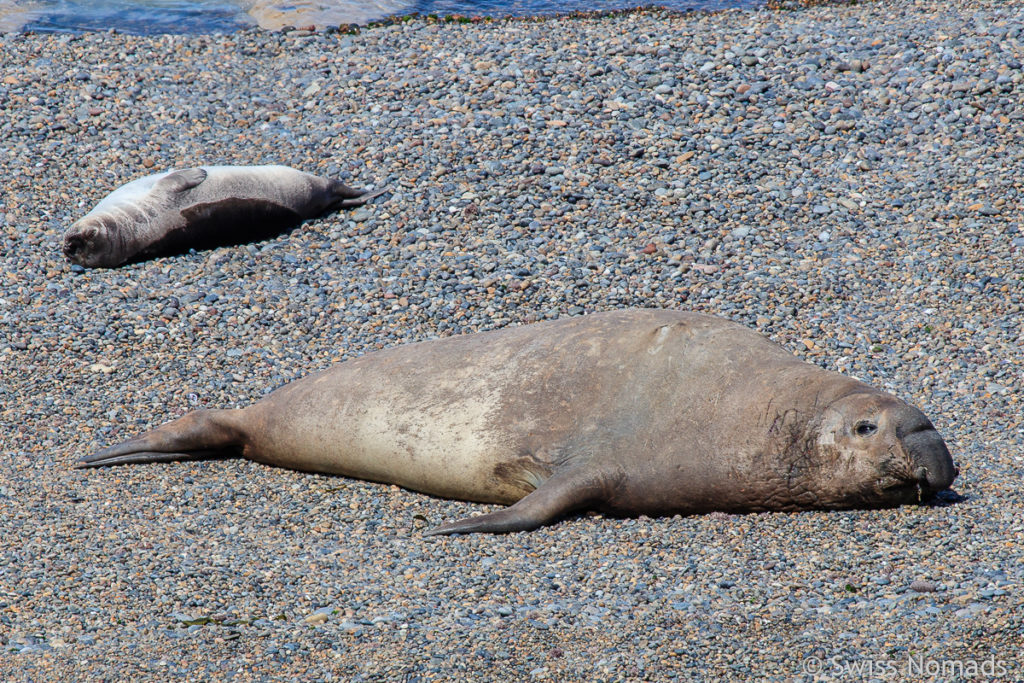 Seeelefant am Strand