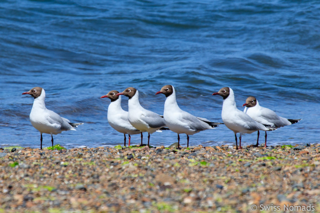 Seemöwen am Strand