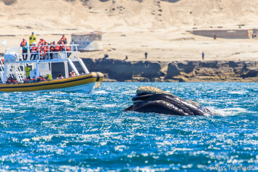 Wal Tour in Puerto Piramides