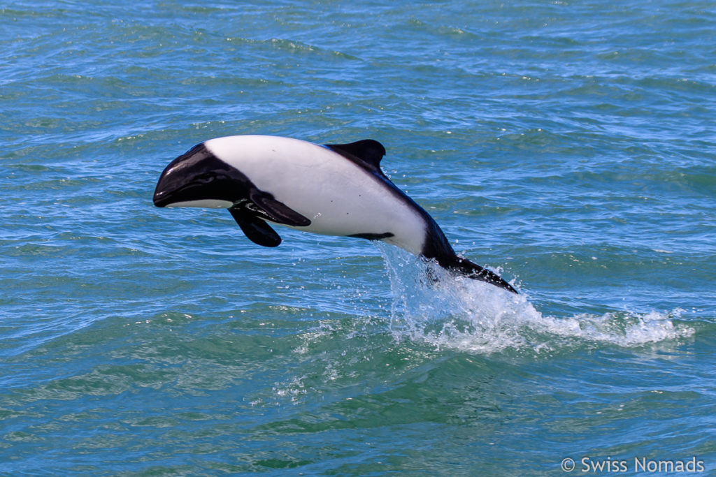 Commerson Delfin Puerto Deseado