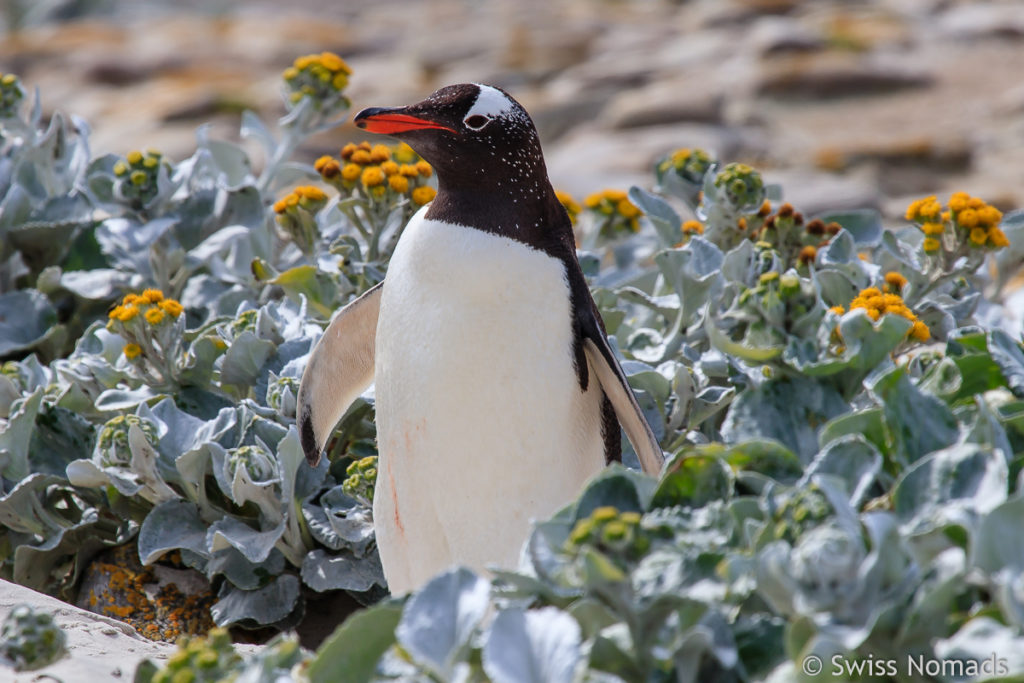 Eselspinguin auf Falkland Insel