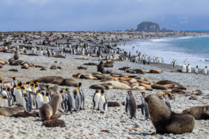 Read more about the article Faszination Antarktis – Von Pinguinen, Walen und ewigem Eis