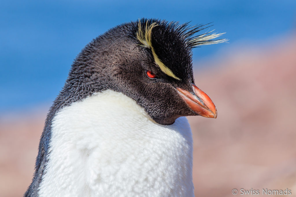 Felsen Pinguin