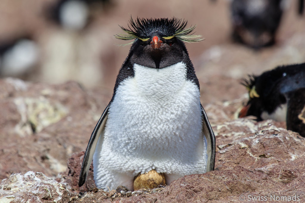 Felsen Pinguin mit Ei