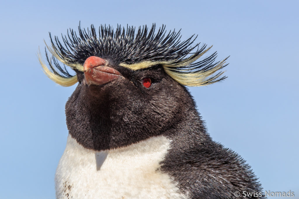 Felsen Pinguin Frisur