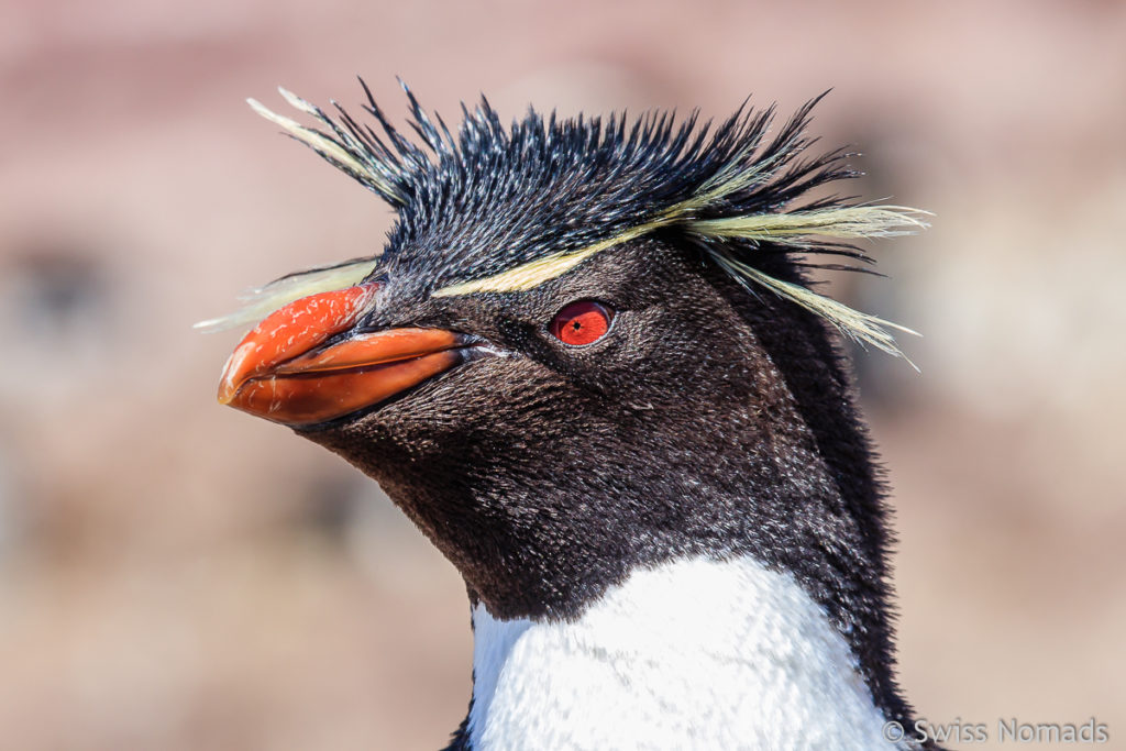 Felsenpinguin Puerto Deseado