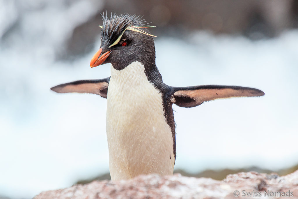 Felsen Pinguin Wasser