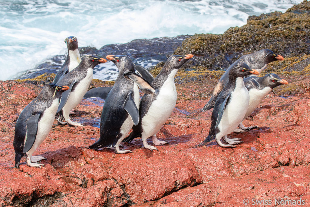 Felsen Pinguine Wasser