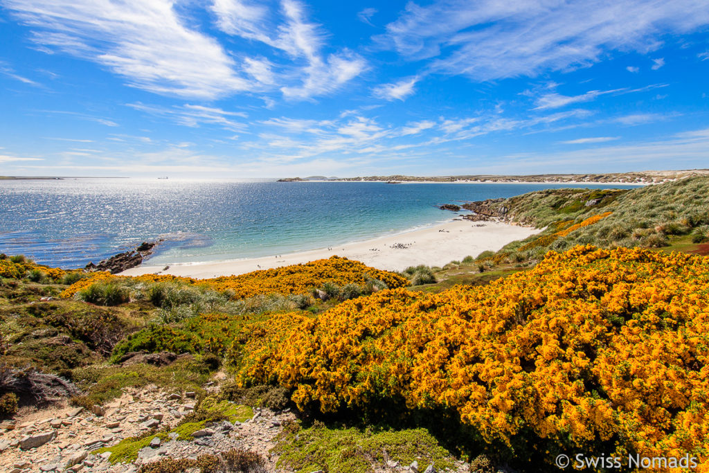 Gipsy Cove auf Ostfalkland