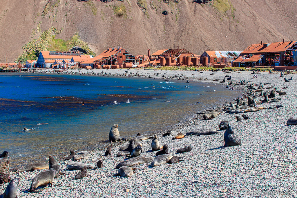 Strand auf Grytviken Südgeorgien