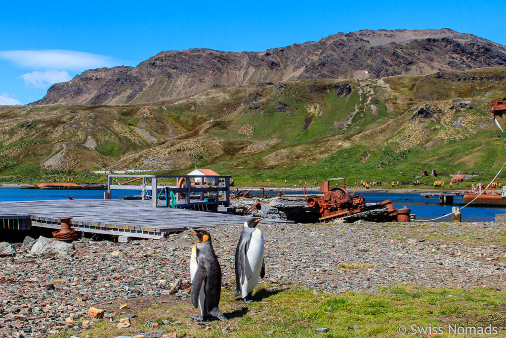 Königspinguin auf Südgeorgien