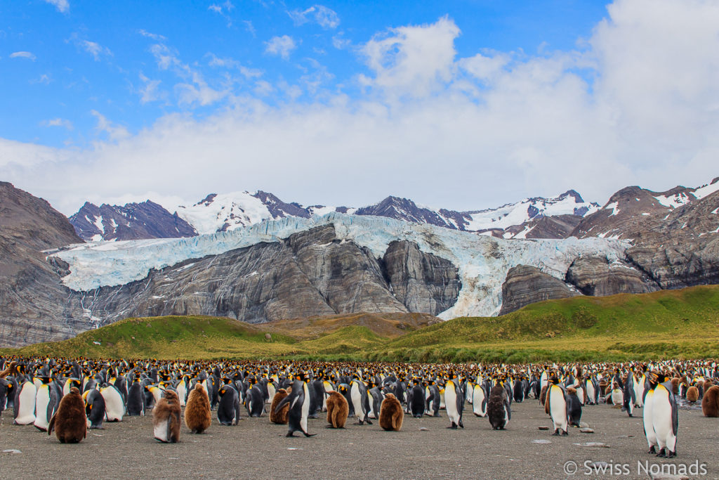 Königspinguine auf Südgeorgien