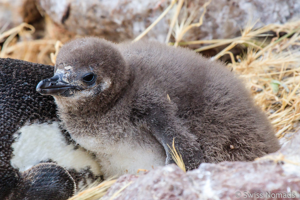 Magellan Pinguin Baby