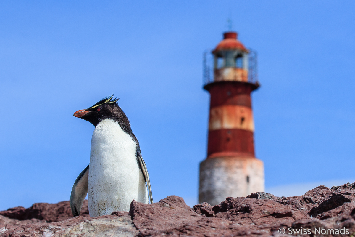 Mehr über den Artikel erfahren Bootstour von Puerto Deseado zur Pinguin Insel