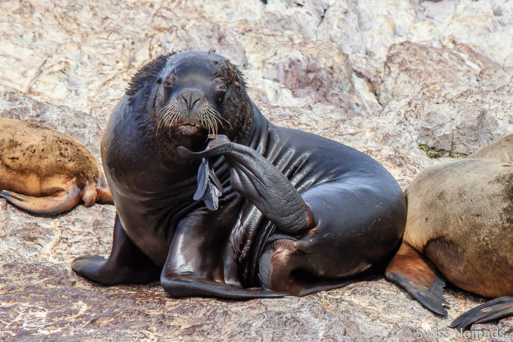 Seelöwe auf der Isla Pinguino