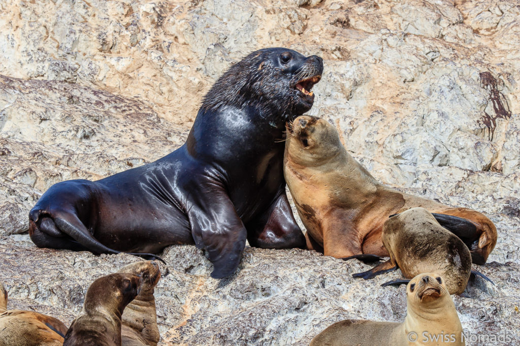 Seelöwen auf der Isla Pinguino