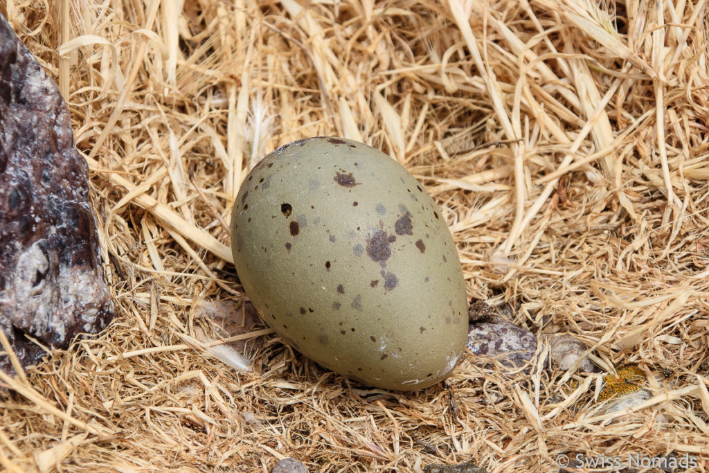 Skua Nest Ei