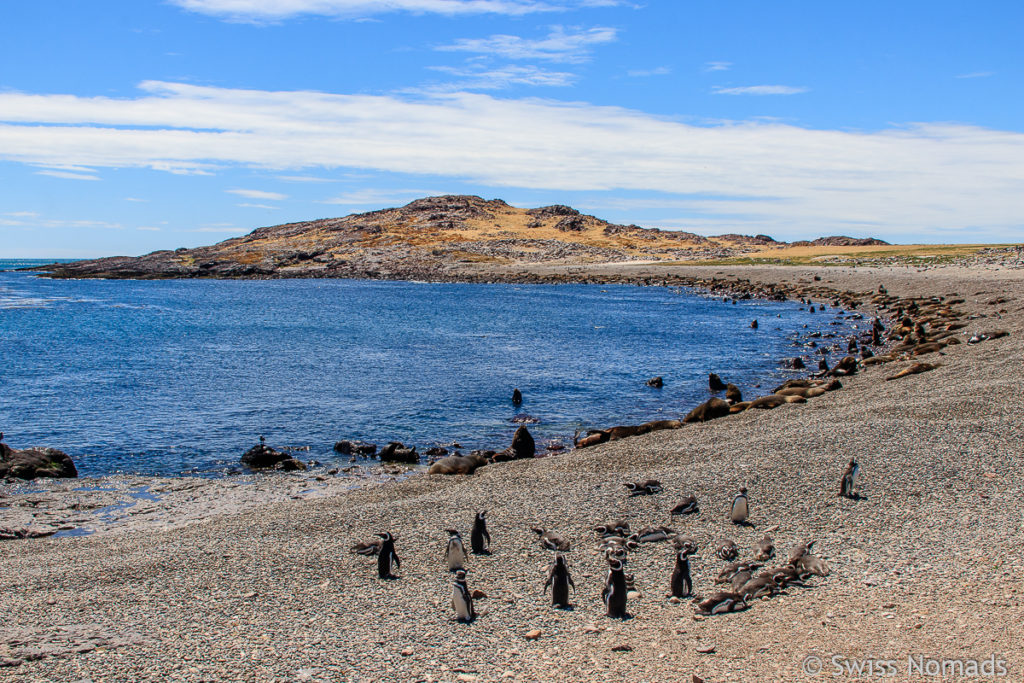 Strand Bootstour Puerto Deseado