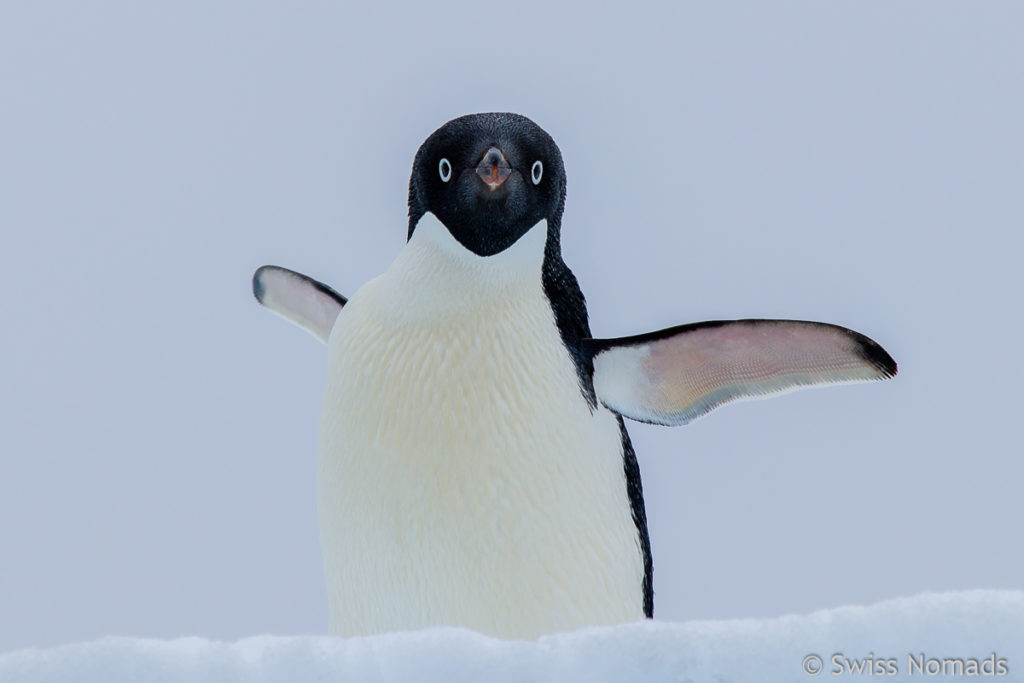 Adelie Pinguin Antarktis