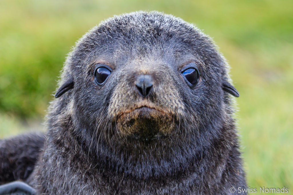 Antarktischer Seebär Junge