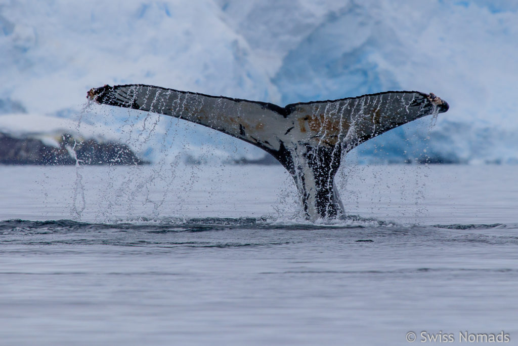 Fluke von Buckelwal in Antarktis