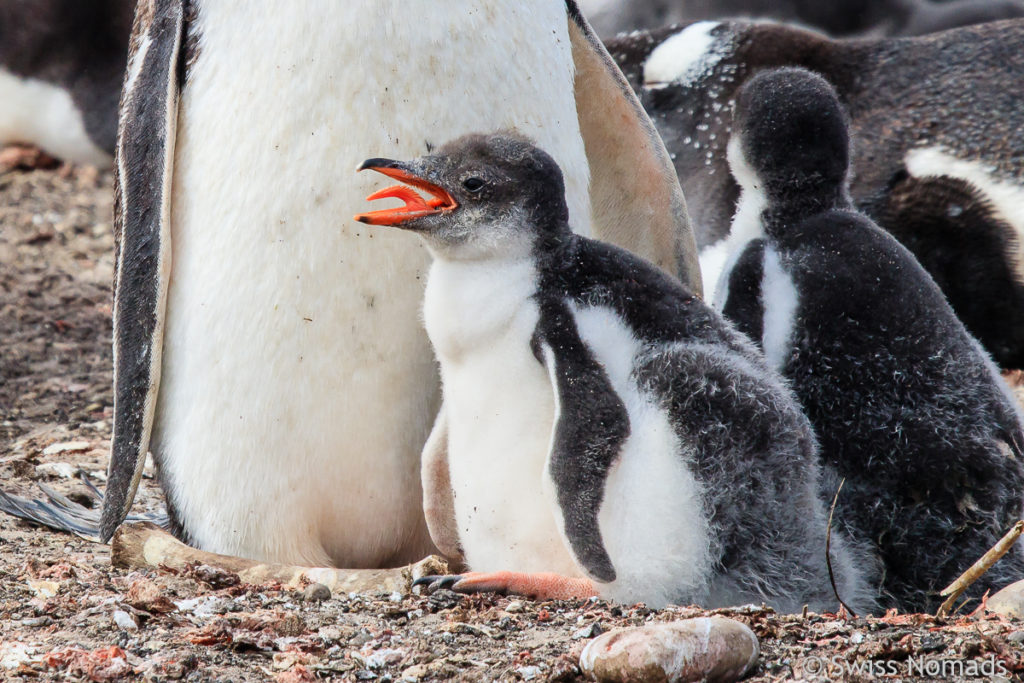 Eselspinguin mit Küken