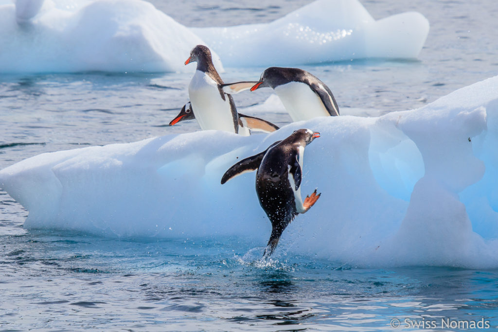 Eselspinguin springt auf Eisblock