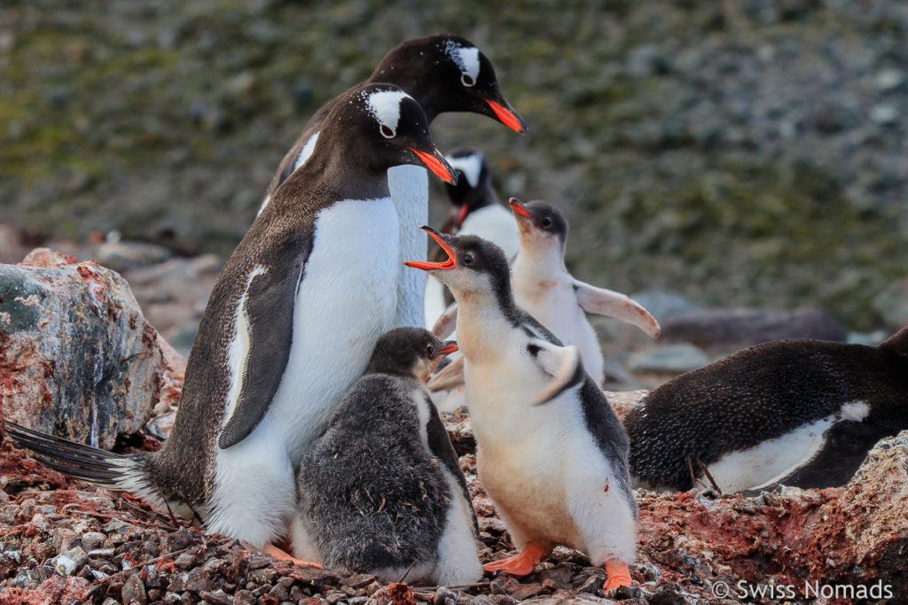 Eselspinguin Südgeorgien Jungtier