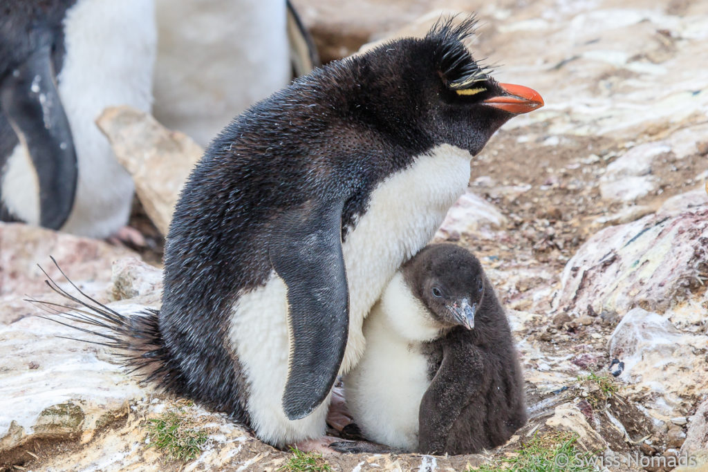 Felsenpinguin mit Jungtier