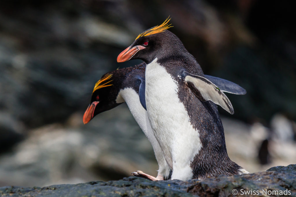 Goldschopf Pinguine in Südgeorgien