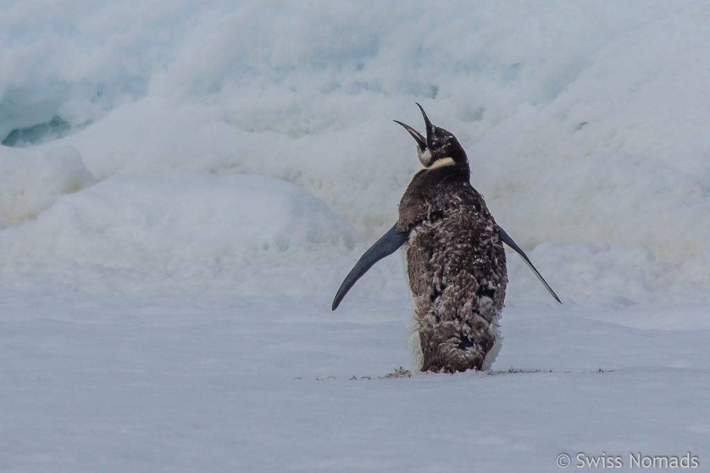 Kaiserpinguin in der Antarktis