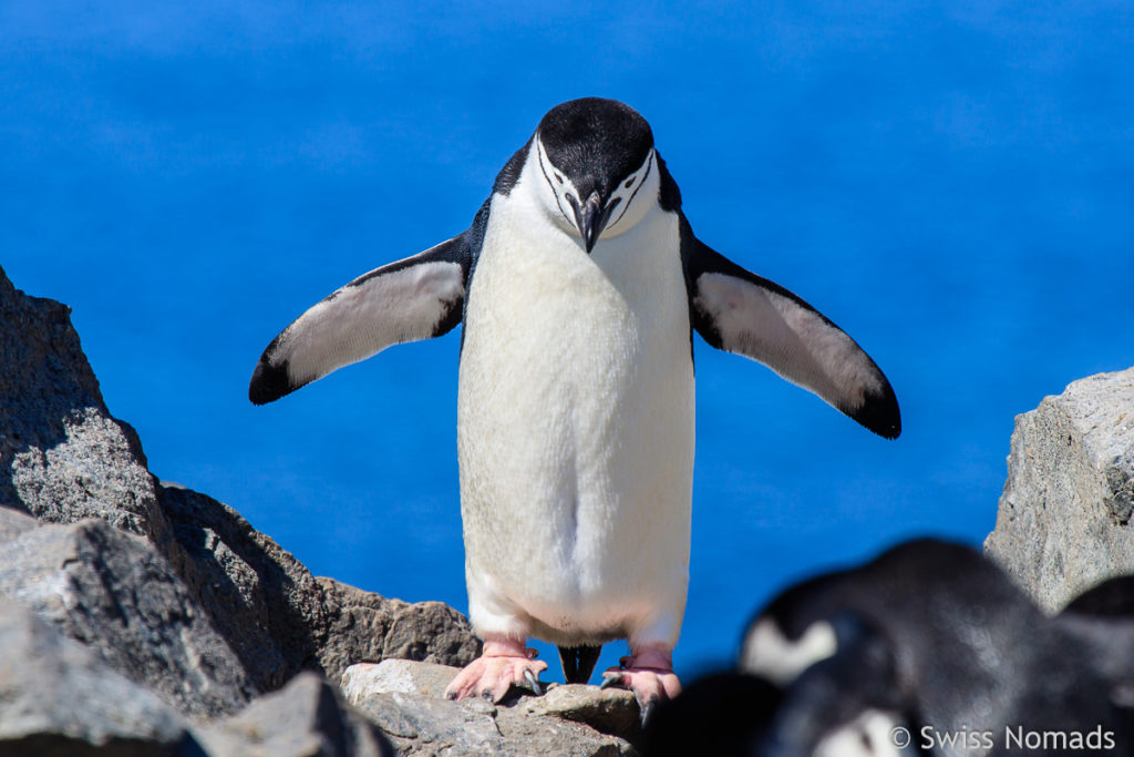 Kehlstreifenpinguin Antarktis