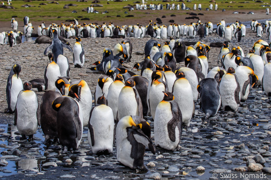 Königspinguine Antarktis