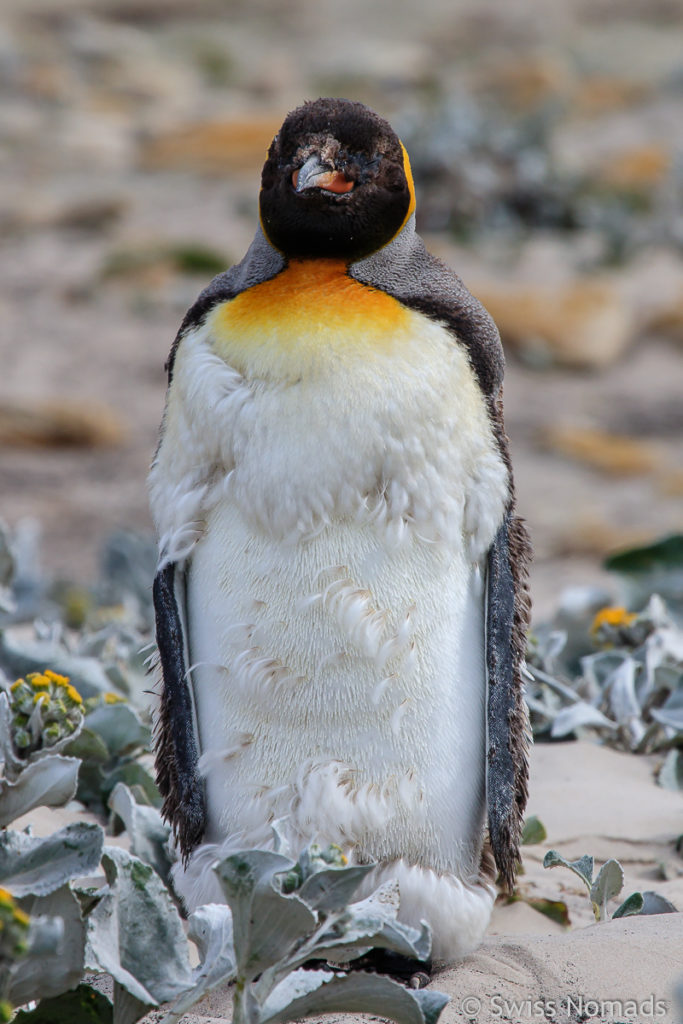 Königspinguin am mausern