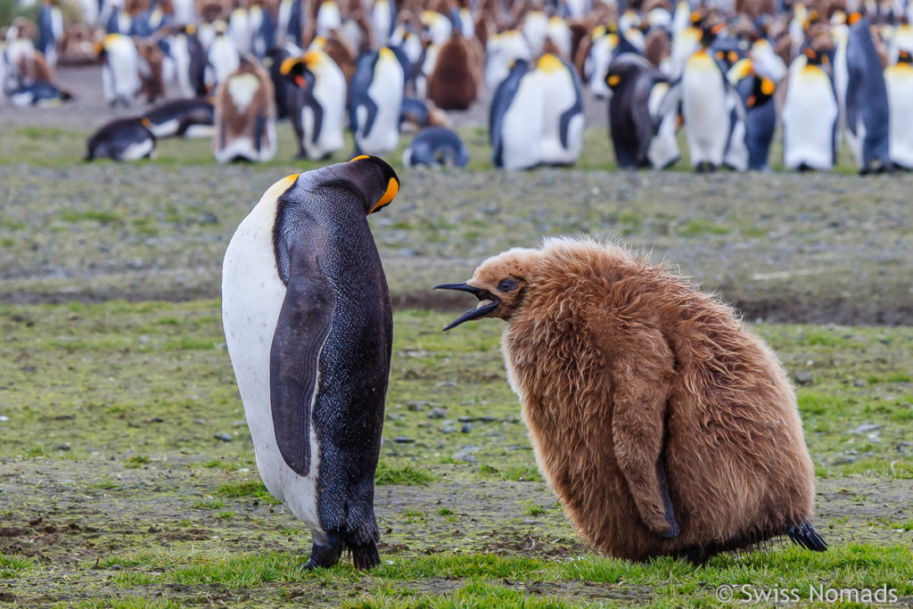 Königspinguin Jungtier