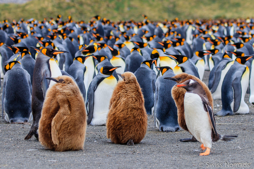 Eselspinguin mit Königspinguinen