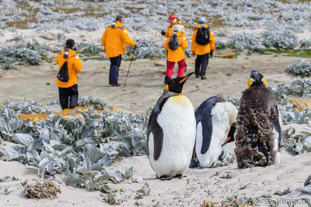 Königspinguine auf Saunders Island Falklandinseln