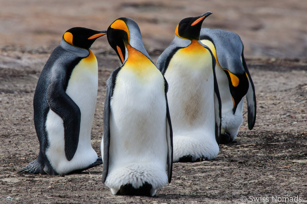 Königspinguine