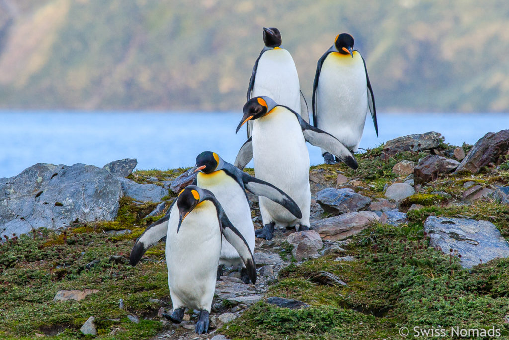 Königspinguine in Südgeorgien