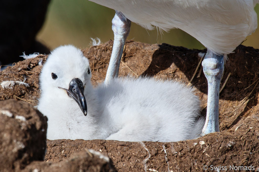 Schwarzbrauen Albatros Küken