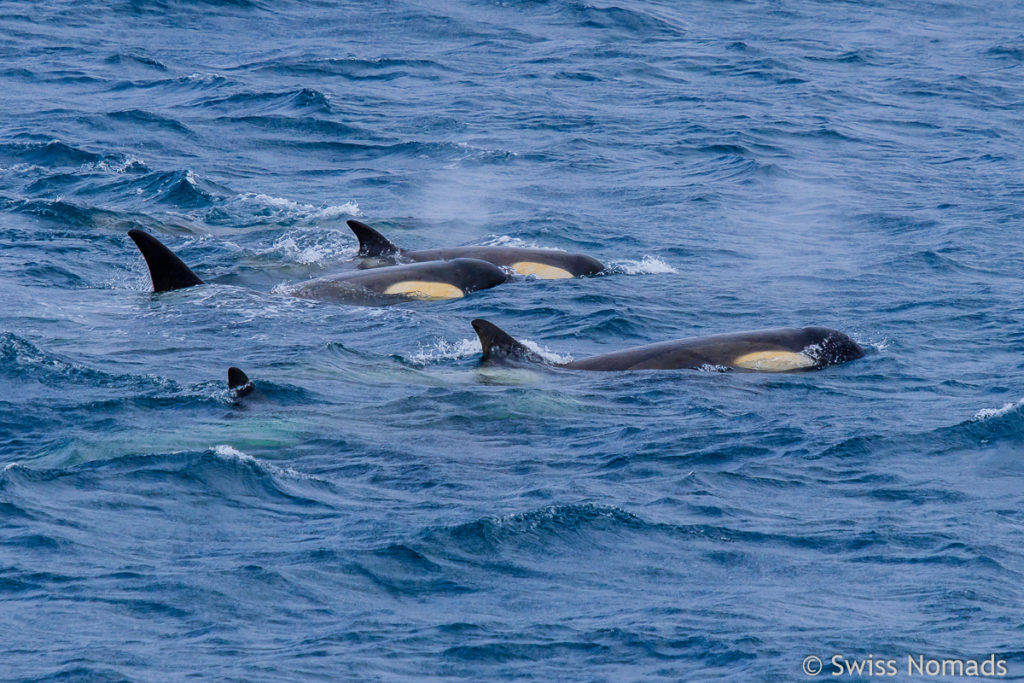 Orcas in der Antarktis