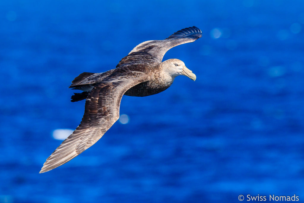 Riesensturmvogel Antarktis