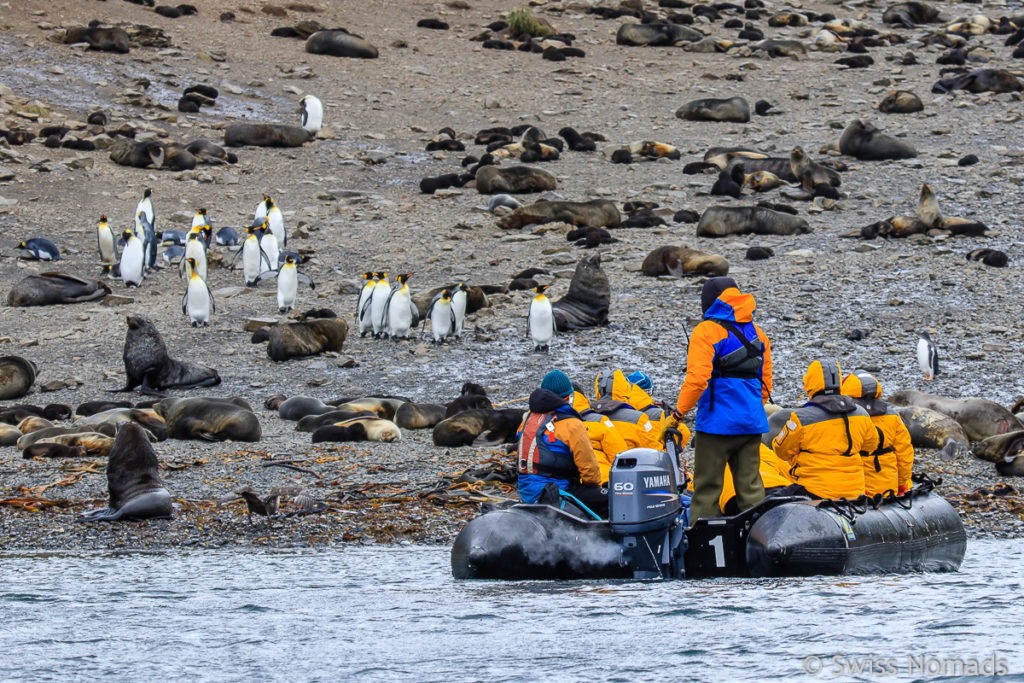 Zodiac Cruise in der Right Whale Bay