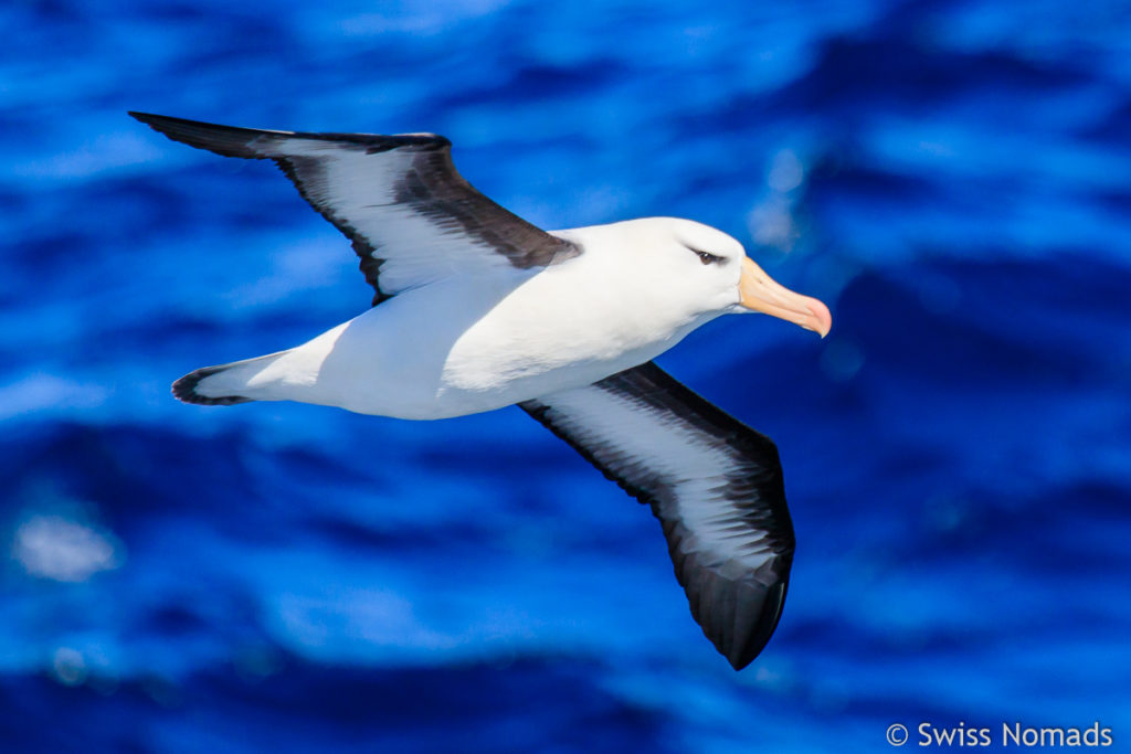 Schwarzbrauen Albatros