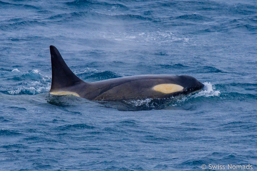 Schwertwal Antarktis Orca