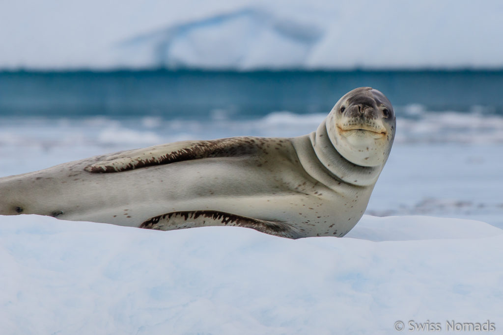 Seeleopard in der Antarktis