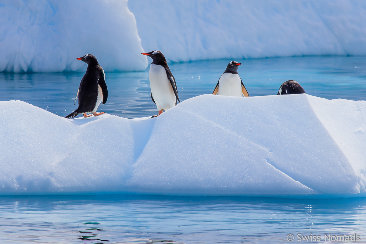 Mehr über den Artikel erfahren Die atemberaubende Tierwelt der Antarktis