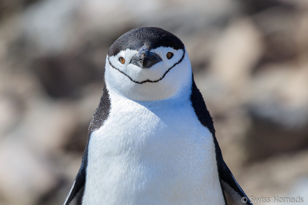 Zügelpinguin Antarktis